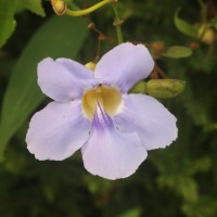 <i>Thunbergia grandiflora</i>  (Roxb. ex Rottler) Roxb.